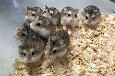 dwarf hamster lifespan